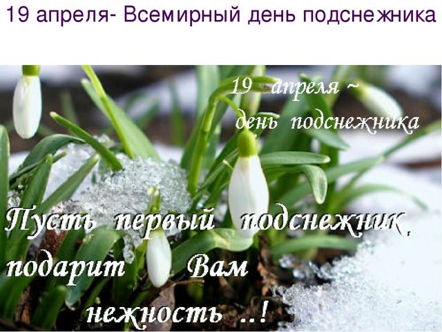 Открытка с праздником день подснежника , всемирный день подснежника. Открытка , картинка с праздником день подснежника,красивый весенний праздник ,история праздника из Англии,где был учреждён в 1984 году ,красивые весенние цветы подснежники.