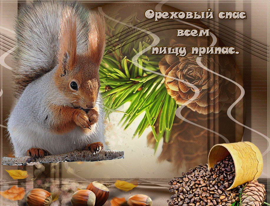 Открытка  с ореховым спасом , хлебным ореховым спасом , открытка гиф . Картинка , открытка к празднику ореховый спас народно христианский праздник , третий спас , на открытке изображена белка , белочка , орехи , орешки , открытка гиф, мерцающая.