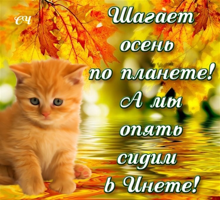 открытки прикольные на тему времена года , смешные открытки про осень прикольные открытки на тему времена года , смешные , прикольные открытки про  осень , осень наступила , открытки с юмором осень , осенние прикольные открытки . 