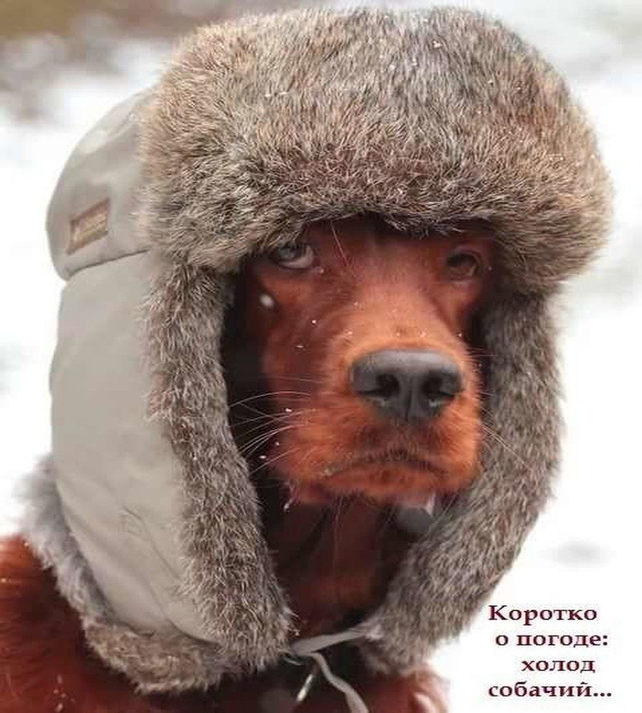 прикольные отклытки на тему погоды , смешные открытки про погоду,разные. прикольные открытки про погоду , смешные открытки про погоду , юмористические картинки на тему погоды , разные , вызывающие смех , со смешным текстом , на любую тему погоды