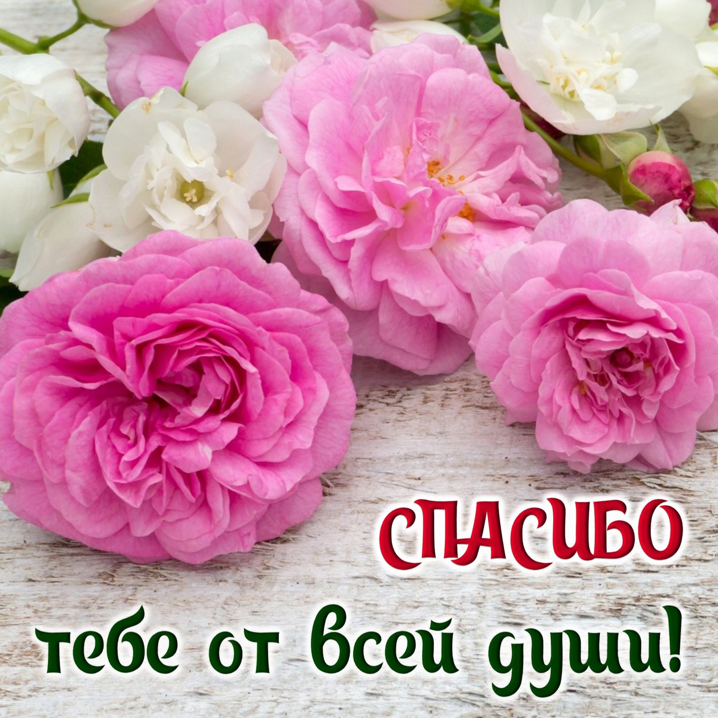Открытка со словом благодарности спасибо,открытка спасибо ,цветы. Картинка,открытка со словом спасибо , спасибо открытка,красивые цветы,открытки со словом спасибо, картинка с надписью спасибо,с цветами,яркая,красивая открытка спасибо.