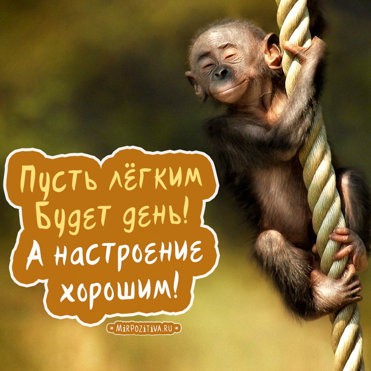 открытки с пожеланиями доброго дня хорошего дня хорошего настроения  открытки с пожеланием доброго дня отличного настроения на весь день хорошего настроения много пазитива прикольные открытки с пожеланиями прекрасного дня смешные 