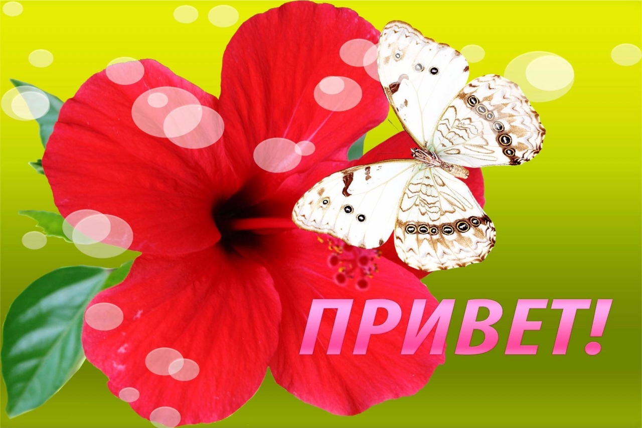 Открытка привет, приветик , открытки приветствие , красивые цветы. Картинка , открытка привет , приветик, на открытке красивые цветы , картинки со словом привет, открытки со словом , надписью привет , приветик , яркие открытки привет , приветик.