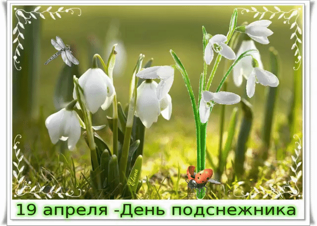 Открытка гиф с праздником день подснежника , мерцающая открытка с подснежниками Открытка гиф с всемирным праздником день подснежника , перевод с английского день первоцвета отмечается 19 апреля подснежник символ надежды, отмечается во многих странах мира.