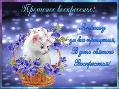 Прощёное воскресенье православный праздник последний день масленицы Прощёное воскресенье праздник православный последний день масленицы ,открытки , картинки с изображением на картинке кошки , с прощёным воскресеньем , с котёнком на открытке