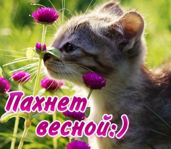открытки прикольные на тему времена года ,смешные картинки про весну. прикольные открытки на тему  времена года ,сменые картинки про весну , открытки юмористического характера про весну , яркие открытки с юмором весна , весенние .