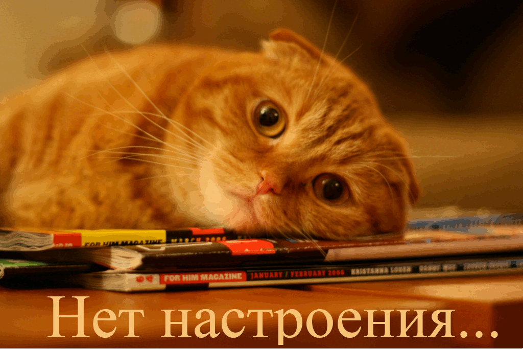 Открытки , картинки нет настроения , у меня нет настроения , с кошками. Открытки , картинки нет настроения , у меня нет настроения , с изображением на картинке , открытке кошки , грустные кошки,мне грустно потому что нет настроения .
