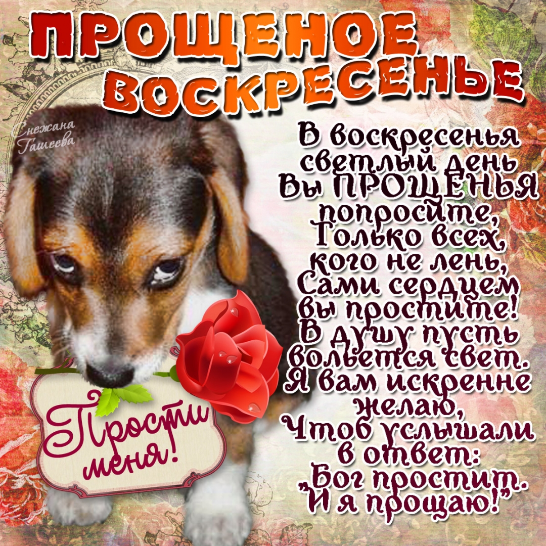 Прощёное воскресенье православный праздник открытка с щенком Прощёное воскресенье православный праздник последний день масленицы , открытки , картинки с изображением на открытке щенка , собачка , с прощёным воскресеньем .