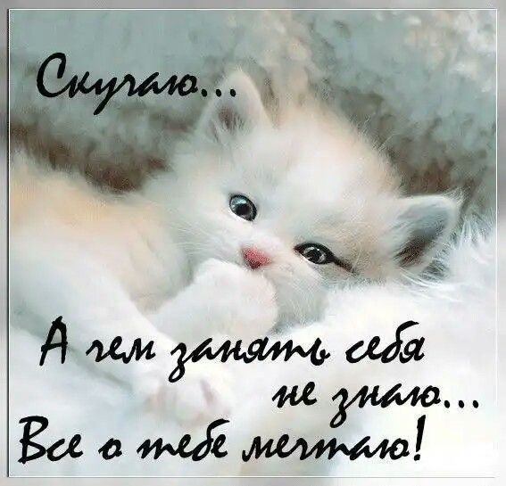 Открытка скучаю,  я скучаю,открытка ,картинка скучаю , я очень скучаю,котёнок Картинка,открытка скучаю ,очень скучаю ,открытки я скучаю,скучаю по тебе ,картинки я соскучилась ,очень скучаю,открытка скучаю очень ,я скучаю без тебя .