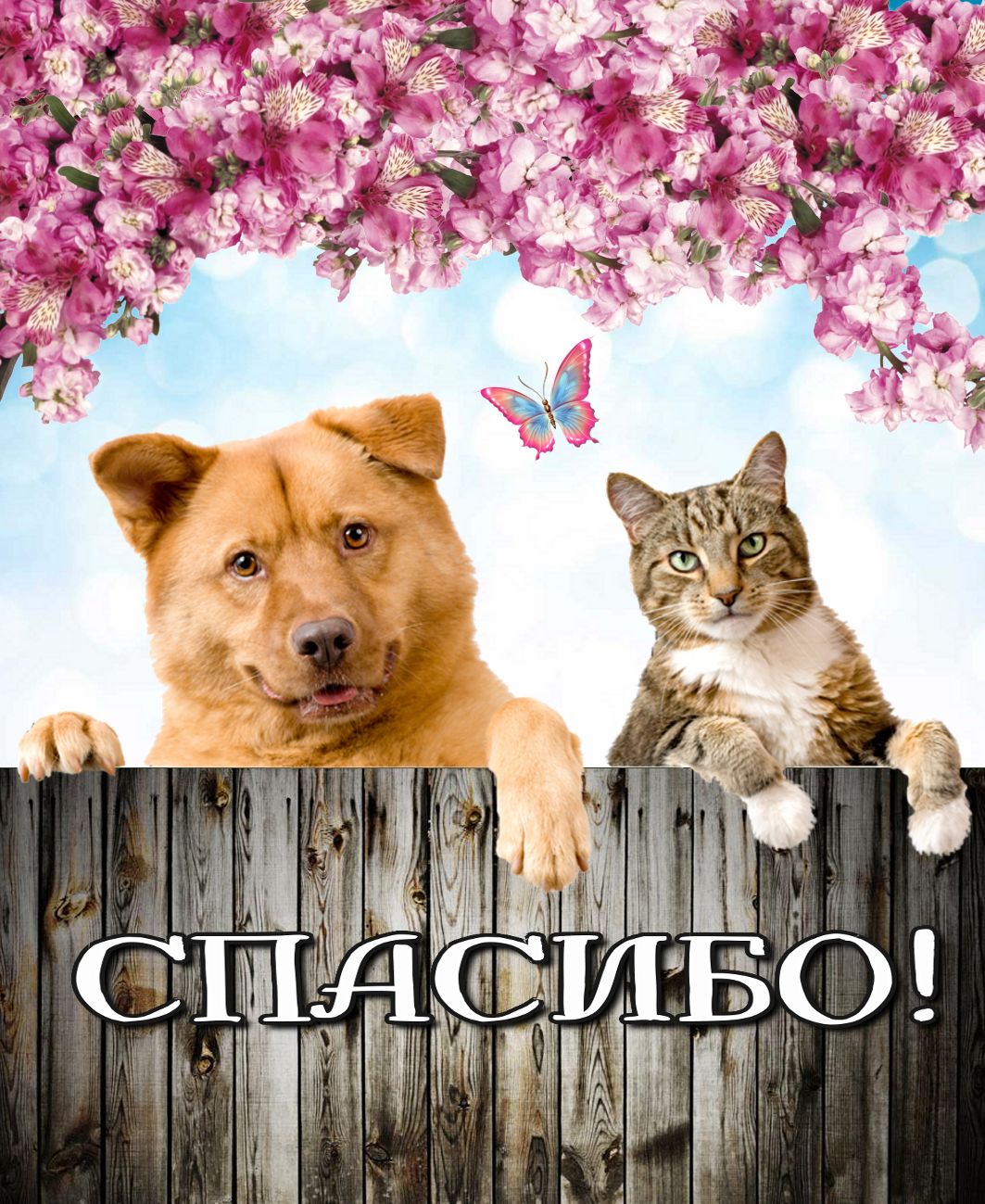 Открытки картинки со словом благодарности -спасибо , открытки спасибо,кошка,собака Картинки открытки с надписью спасибо ,открытка со словом спасибо ,картинка спасибо ,открытка со словом благодарности спасибо ,картинки спасибо скачать бесплатно