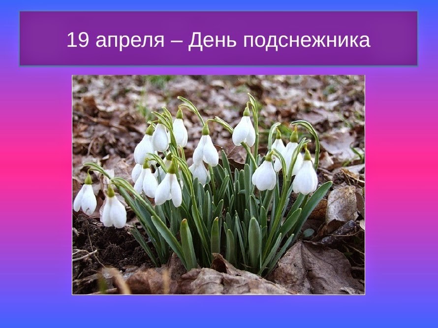Открытка с праздником день подснежника , всемирный день подснежника. Открытка , картинка с праздником день подснежника,красивый весенний праздник ,история праздника из Англии,где был учреждён в 1984 году ,красивые весенние цветы подснежники.