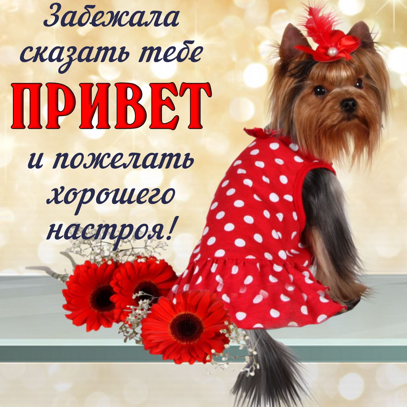 Открытки с надписью привет прикольные открытки привет,приветик,собачка. Картинка ,открытка прикольная привет ,приветик ,открытки с надписью привет ,прветик ,картинки со словом привет ,приветик,открытка привет прикольная ,смешная.